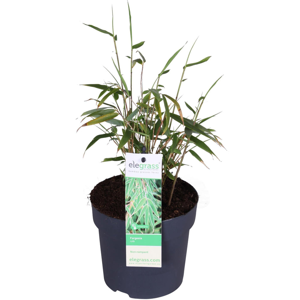 Fargesia rufa - ↨40cm - Ø14-Plant-Botanicly