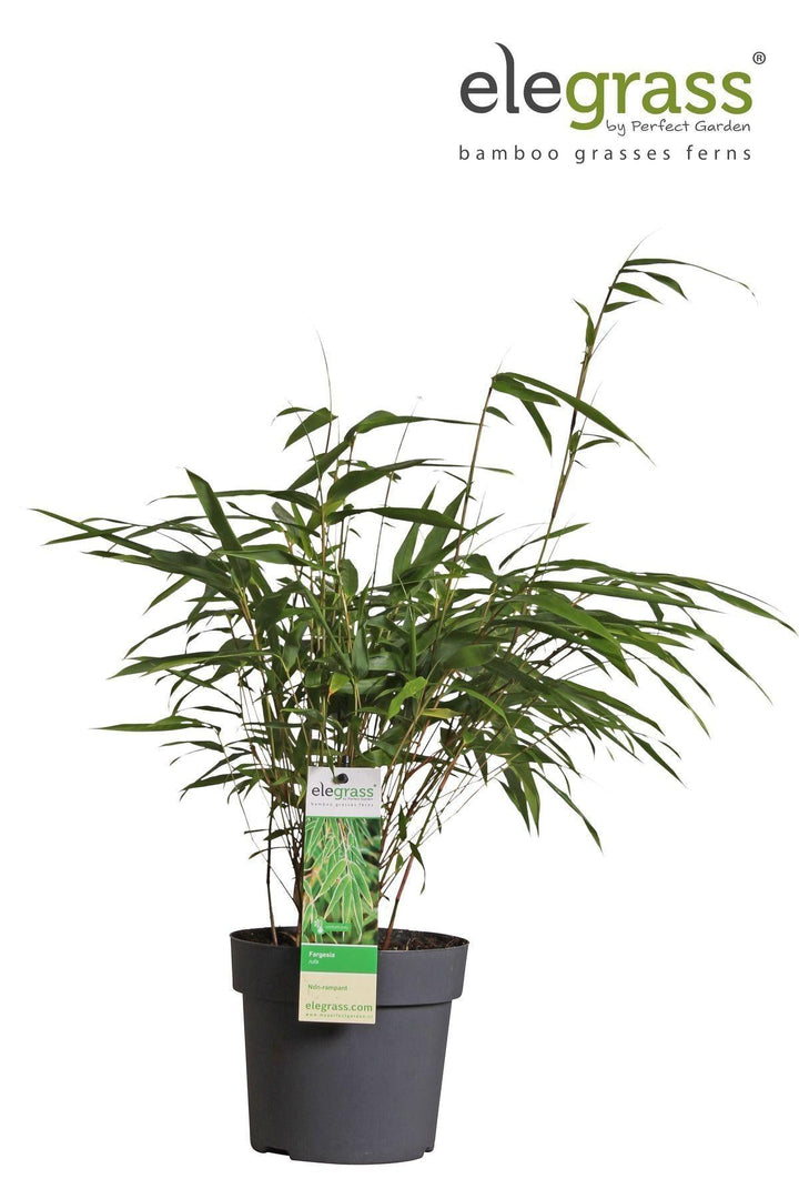 Fargesia rufa - ↨40cm - Ø14-Plant-Botanicly