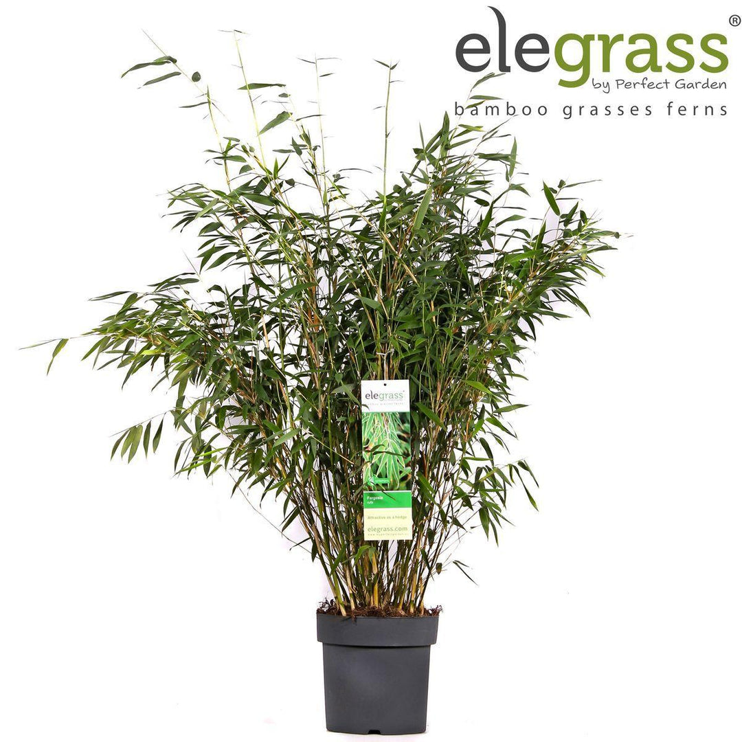 Fargesia rufa - ↨80cm - Ø23-Plant-Botanicly