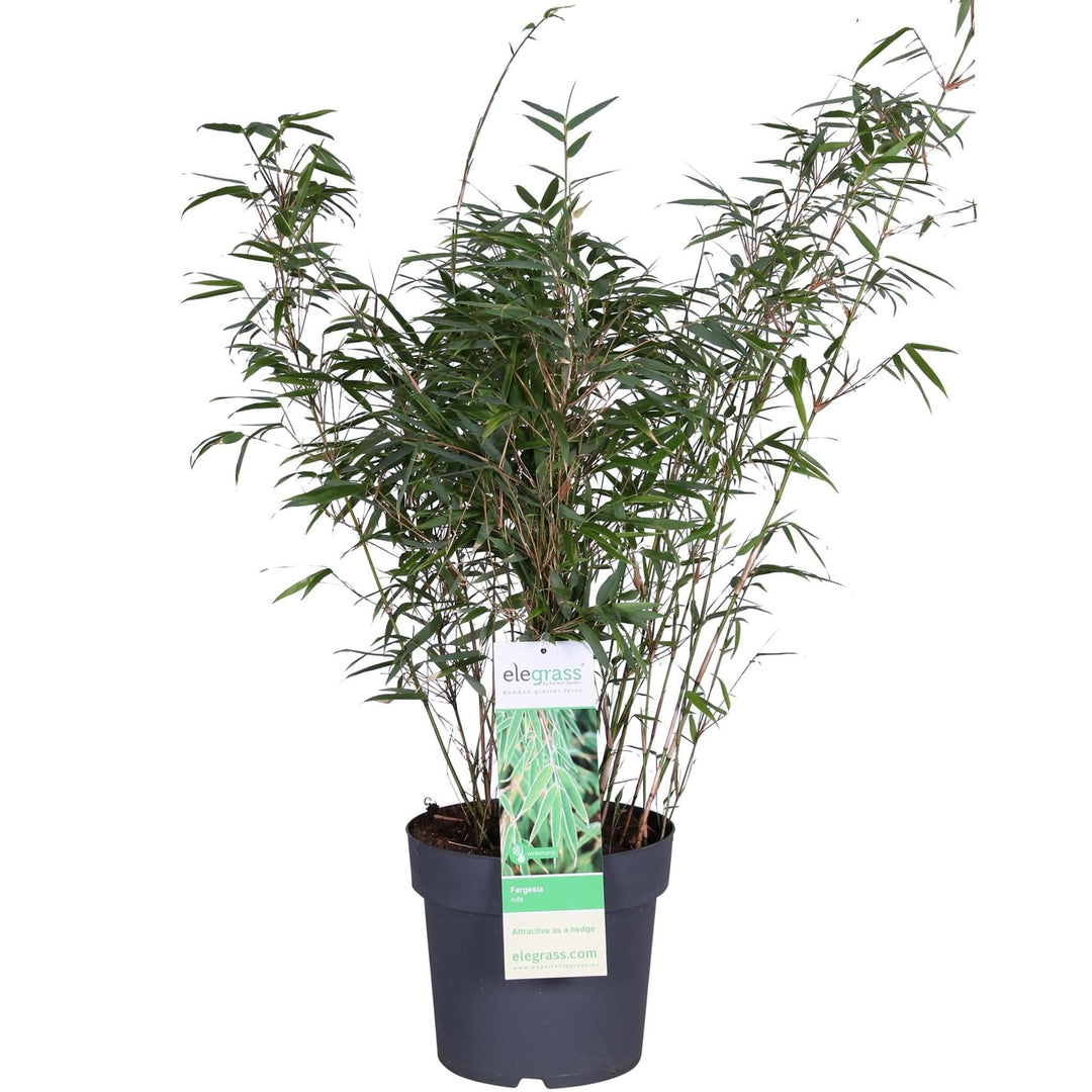 Fargesia rufa - ↨80cm - Ø23-Plant-Botanicly