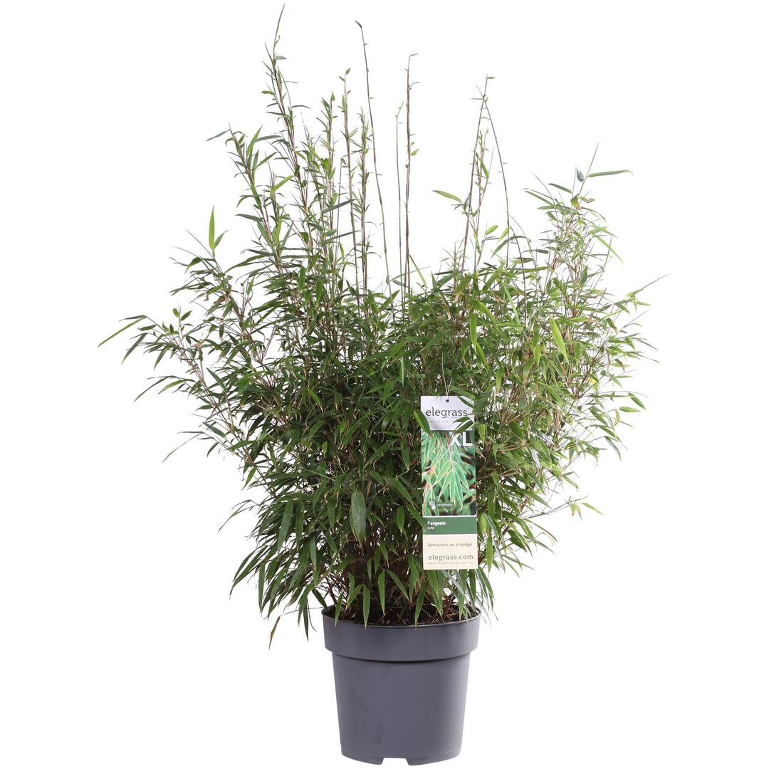 Fargesia rufa - ↨80cm - Ø29-Plant-Botanicly