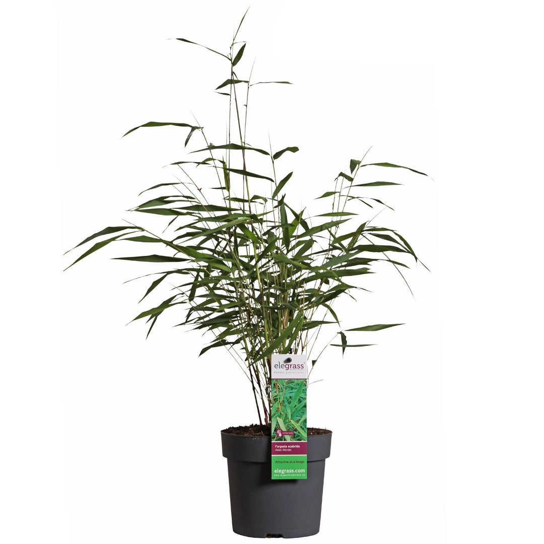 Fargesia scabrida 'Asian Wonder' - ↨40cm - Ø14-Plant-Botanicly