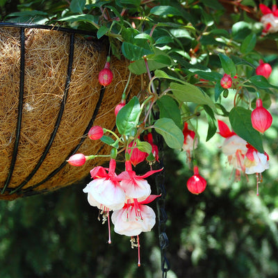 Fuchsie (Fuchsia Swingtime Hybride) - Nachhaltige Zimmerpflanzen kaufen Botanicly Foto 3