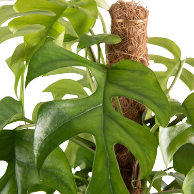 Fensterblatt (Monstera minima) - Nachhaltige Zimmerpflanzen kaufen Botanicly Foto 2