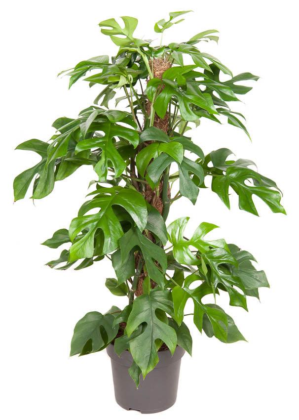 Fensterblatt (Monstera minima) - Nachhaltige Zimmerpflanzen kaufen Botanicly Foto 1