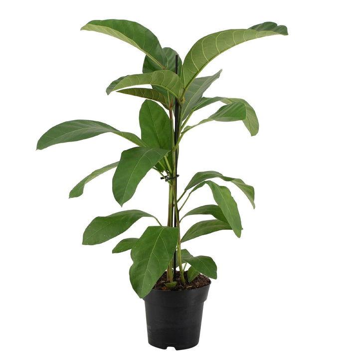 Banyan-Feige (Ficus benghalensis Roy) - Nachhaltige Zimmerpflanzen kaufen Botanicly Foto 2