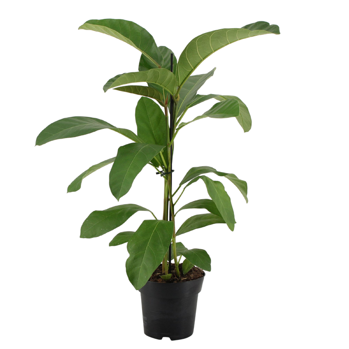 Banyan-Feige (Ficus benghalensis Roy) - Nachhaltige Zimmerpflanzen kaufen Botanicly Foto 1