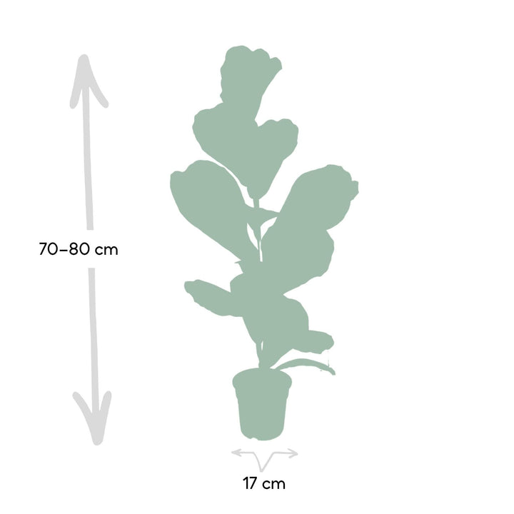 Ficus Lyrata - Gummipflanze - 75cm - Ø17-Plant-Botanicly