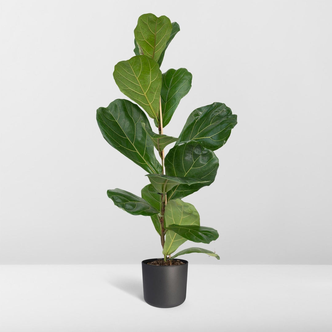 Ficus Lyrata - Gummipflanze - 75cm - Ø17-Plant-Botanicly