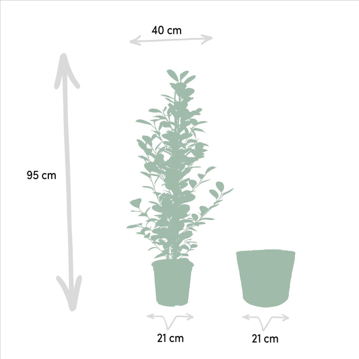 Ficus microcarpa Moclame + Korb Igmar - ↨95cm - Ø21cm-Plant-Botanicly