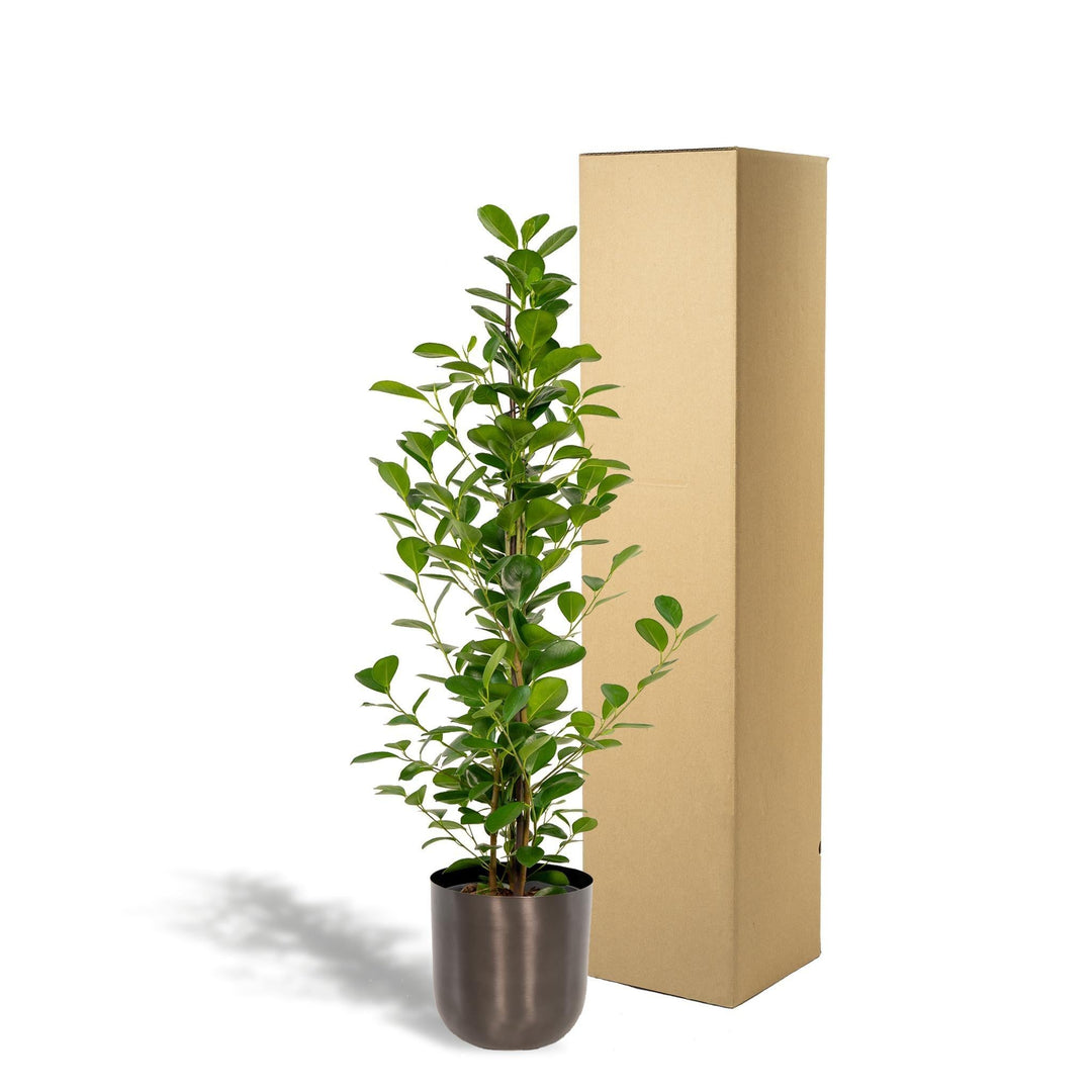 Ficus microcarpa Moclame + Pot Mayk Lead - ↨95cm - Ø21cm-Plant-Botanicly