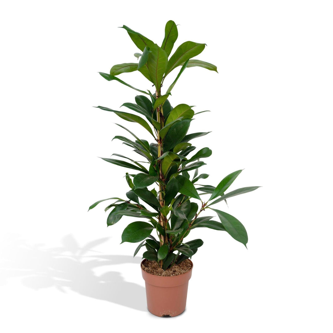 Ficys Cyathistipula - 80cm - ø21-Plant-Botanicly