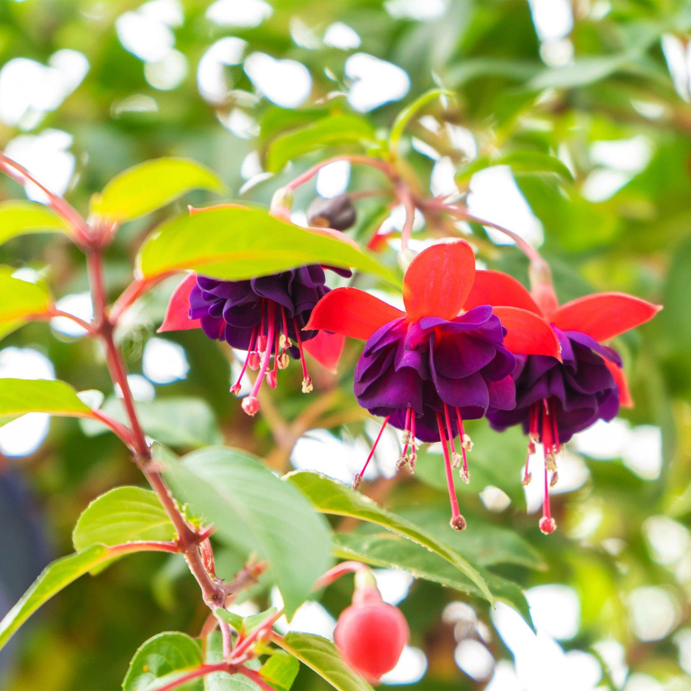 Fuchsie (Fuchsia Dark Eyes Hybride) - Nachhaltige Zimmerpflanzen kaufen Botanicly Foto 3