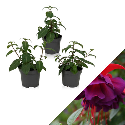 Fuchsie (Fuchsia Dark Eyes Hybride) - Nachhaltige Zimmerpflanzen kaufen Botanicly Foto 1