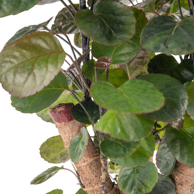 Fiederaralie
 (Polyscias Fruticosa Fabian) - Nachhaltige Zimmerpflanzen kaufen Botanicly Foto 2
