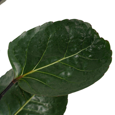 Fiederaralie
 (Polyscias Fruticosa Fabian) - Nachhaltige Zimmerpflanzen kaufen Botanicly Foto 3