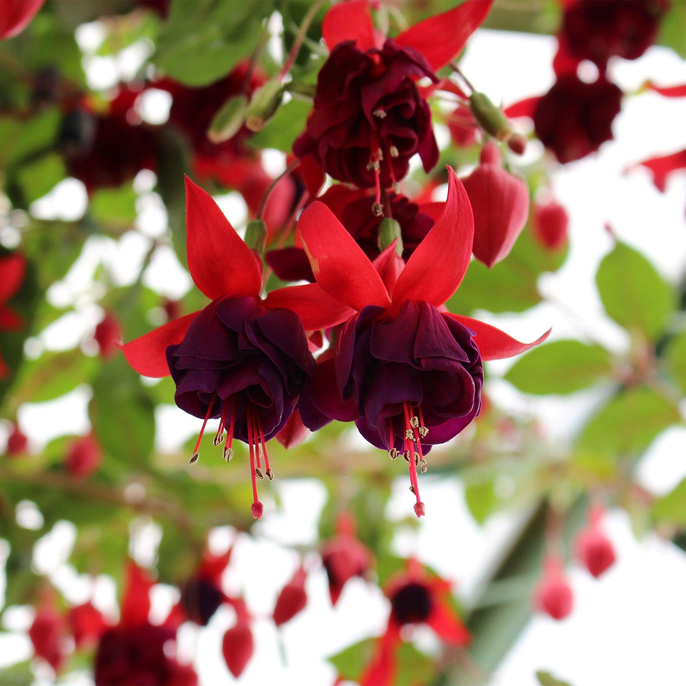 Fuchsie (Fuchsia Millenium Hybride) - Nachhaltige Zimmerpflanzen kaufen Botanicly Foto 3