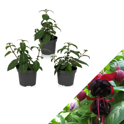 Fuchsie (Fuchsia Millenium Hybride) - Nachhaltige Zimmerpflanzen kaufen Botanicly Foto 1