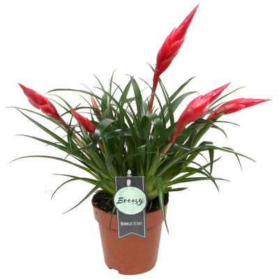  (Vriesea Multiflora Astrid) - Nachhaltige Zimmerpflanzen kaufen Botanicly Foto 5