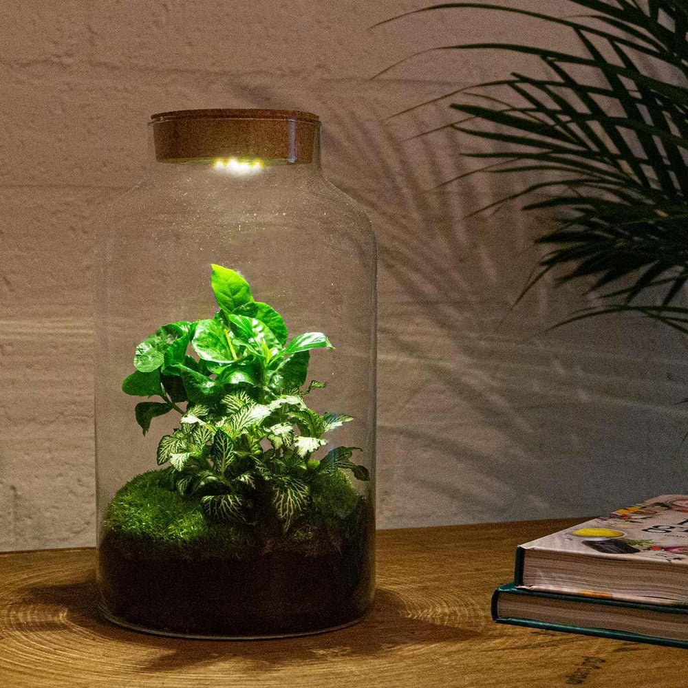 Flaschengarten - Milky Coffea mit Lampe - ↑ 31 cm-Plant-Botanicly