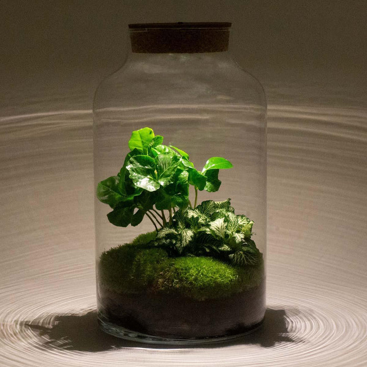 Flaschengarten - Milky Coffea mit Lampe - ↑ 31 cm-Plant-Botanicly