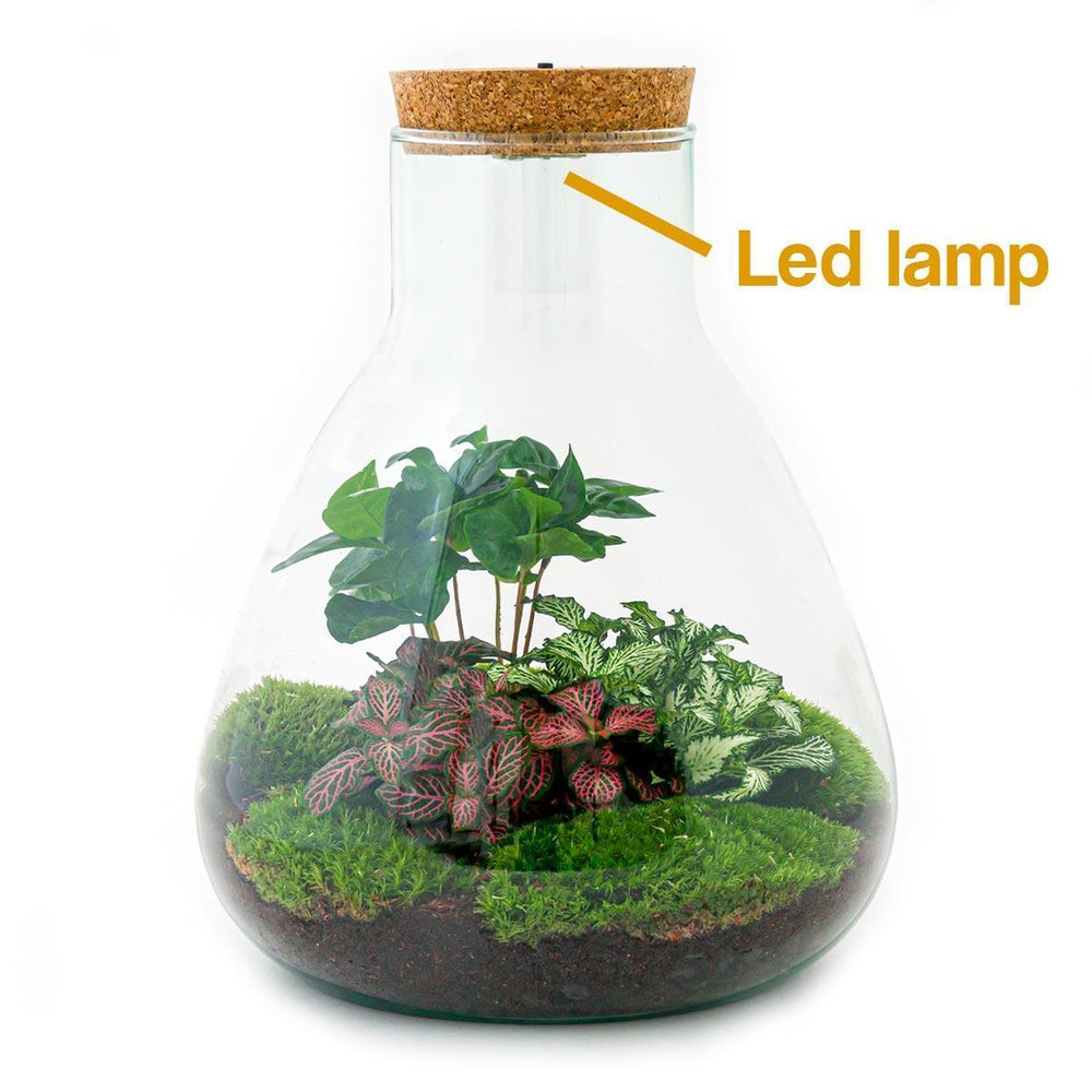 Flaschengarten - Sam mit Lampe - ↑ 30 cm-Plant-Botanicly