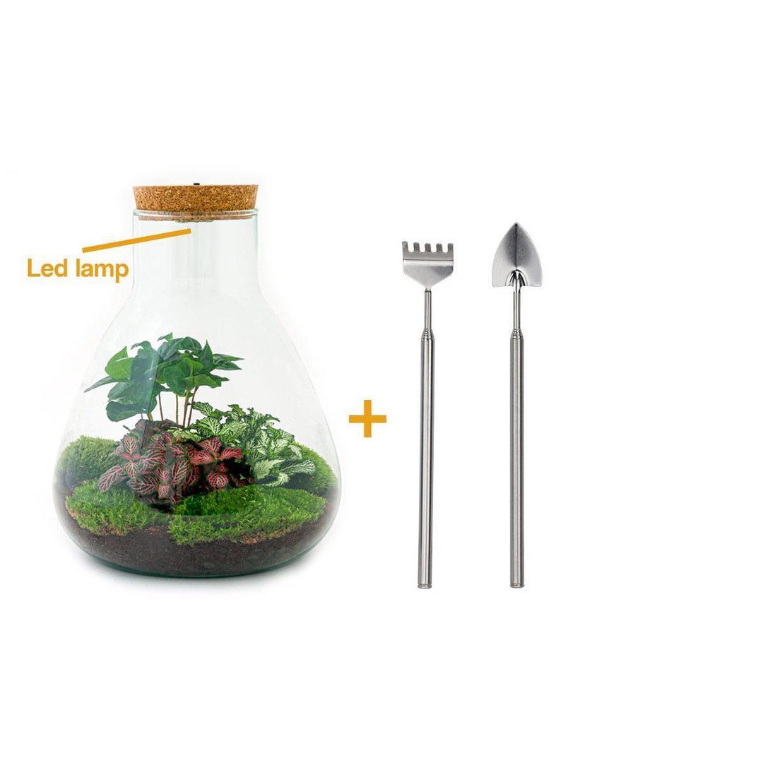 Flaschengarten - Sam mit Lampe - ↑ 30 cm-Plant-Botanicly