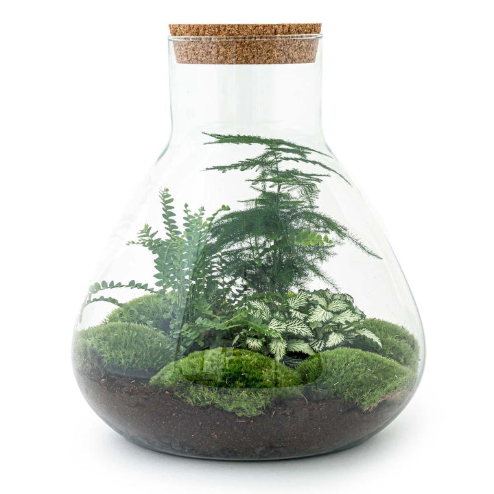Flaschengarten - Sam XL - ↑ 35 cm-Plant-Botanicly