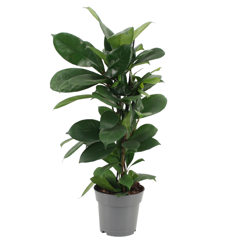 Feigenbaum (Ficus Cyathistipula) - Nachhaltige Zimmerpflanzen kaufen Botanicly Foto 1