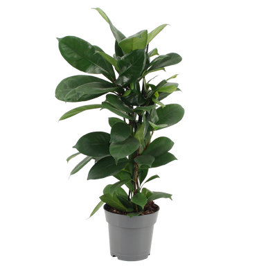 Feigenbaum (Ficus Cyathistipula) - Nachhaltige Zimmerpflanzen kaufen Botanicly Foto 1