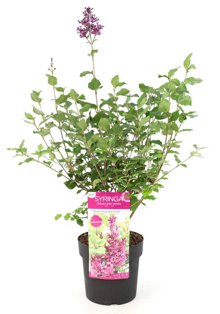 Gemeiner Flieder (Syringa Bloomerang Dark Purple Vulgaris) - Nachhaltige Zimmerpflanzen kaufen Botanicly Foto 2