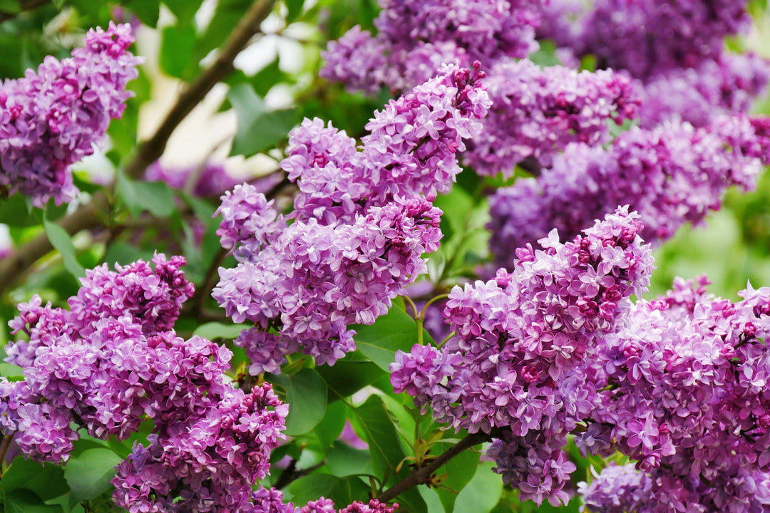 Gemeiner Flieder (Syringa Bloomerang Dark Purple Vulgaris) - Nachhaltige Zimmerpflanzen kaufen Botanicly Foto 5