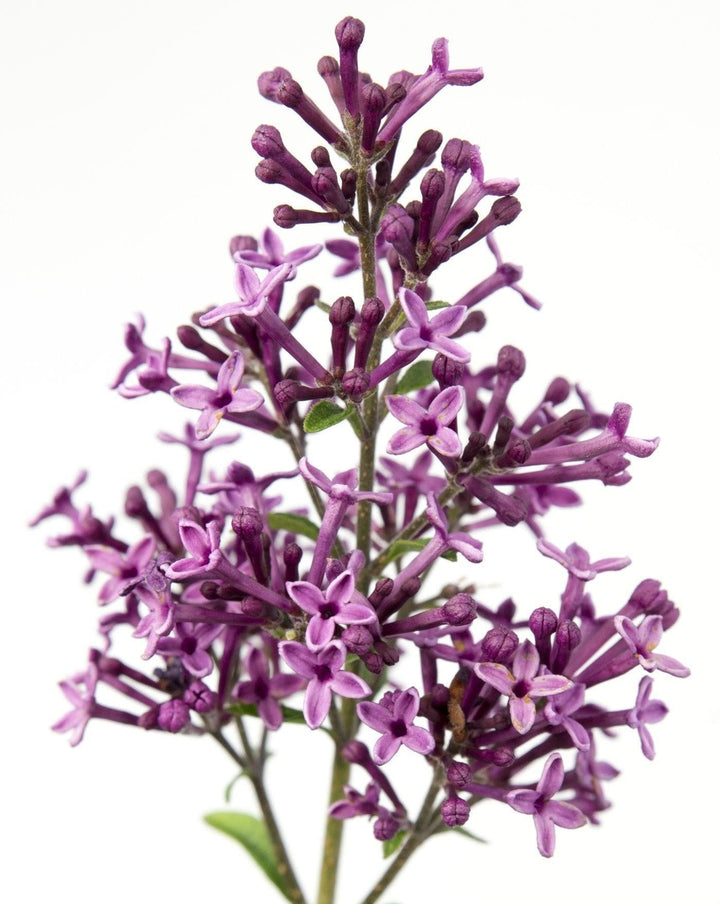 Gemeiner Flieder (Syringa Bloomerang Dark Purple Vulgaris) - Nachhaltige Zimmerpflanzen kaufen Botanicly Foto 6