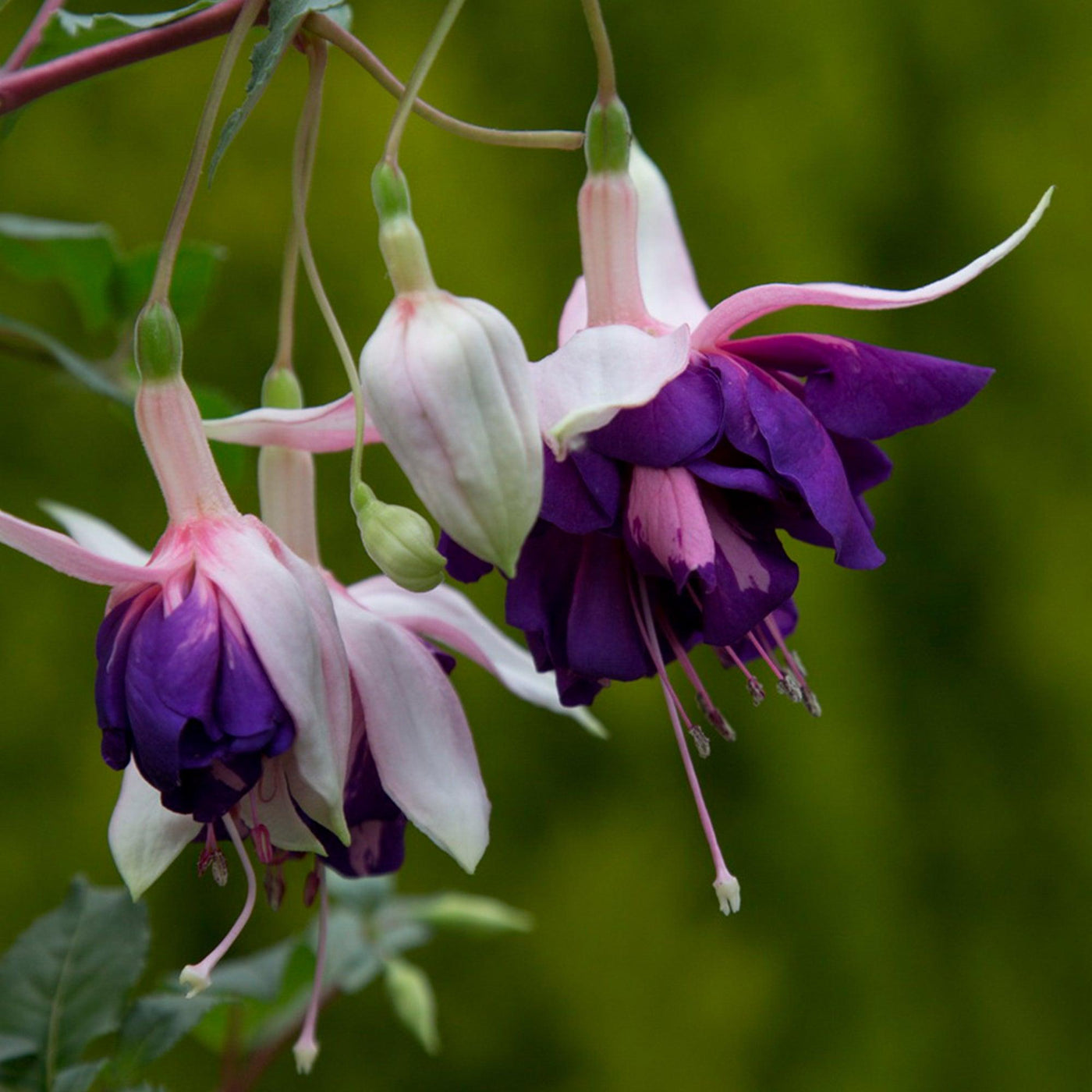 Fuchsie (Fuchsia Deep Purple Hybride) - Nachhaltige Zimmerpflanzen kaufen Botanicly Foto 2