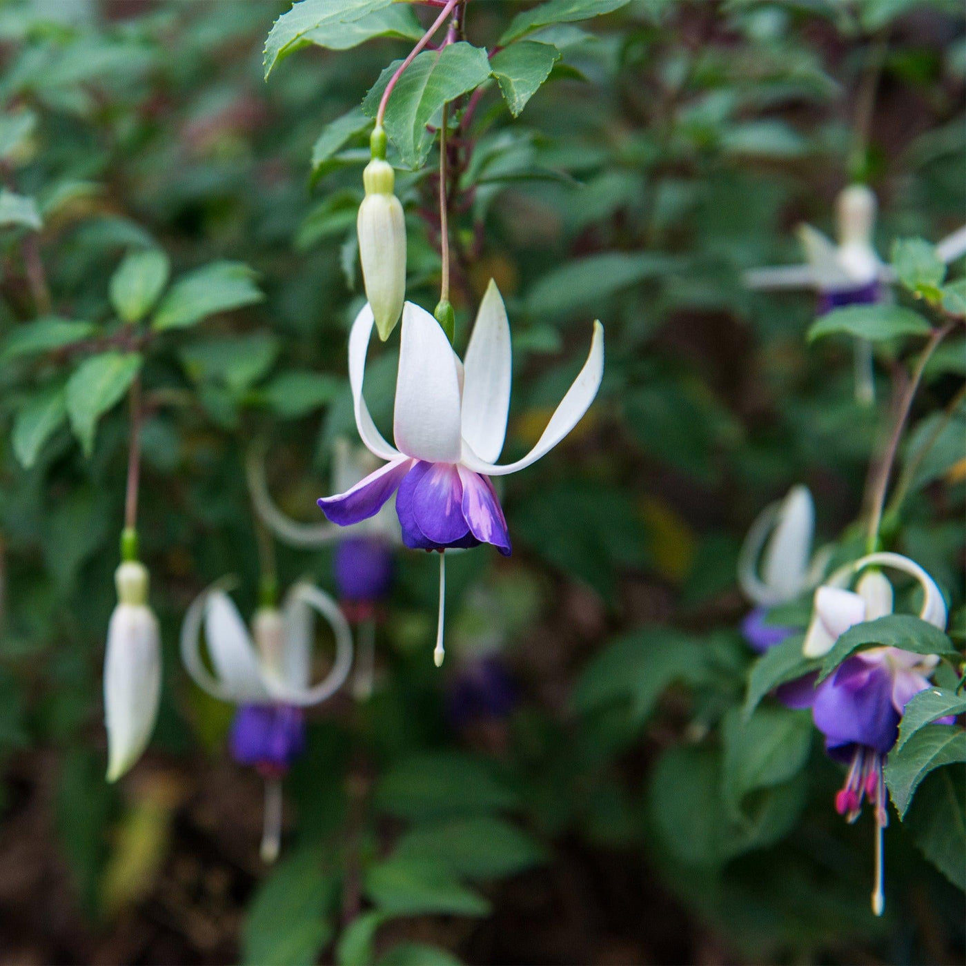 Fuchsie (Fuchsia Deep Purple Hybride) - Nachhaltige Zimmerpflanzen kaufen Botanicly Foto 3