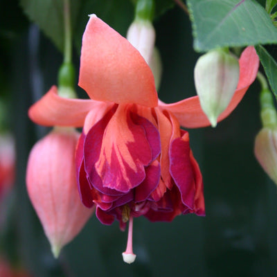 Fuchsie (Fuchsia Bicentennial Hybride) - Nachhaltige Zimmerpflanzen kaufen Botanicly Foto 2