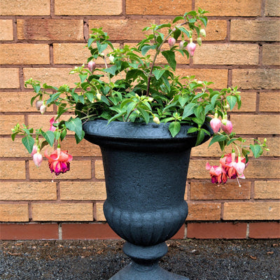 Fuchsie (Fuchsia Bicentennial Hybride) - Nachhaltige Zimmerpflanzen kaufen Botanicly Foto 3