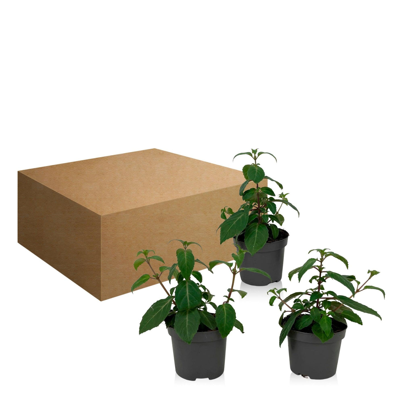 Fuchsie (Fuchsia Bicentennial Hybride) - Nachhaltige Zimmerpflanzen kaufen Botanicly Foto 4
