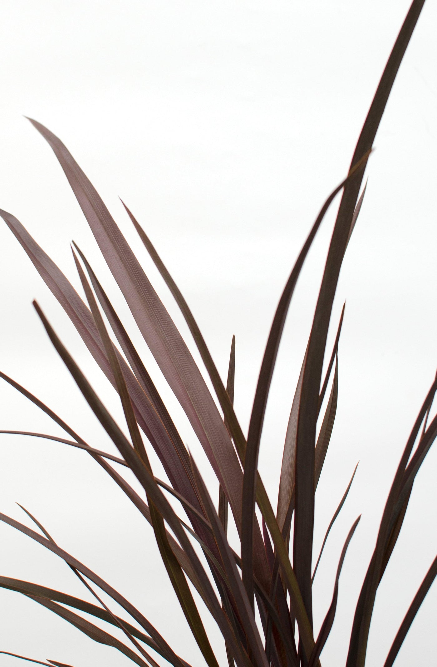 Neuseeländer Flachs (Phormium Rubra Nana Tenax) - Nachhaltige Zimmerpflanzen kaufen Botanicly Foto 2