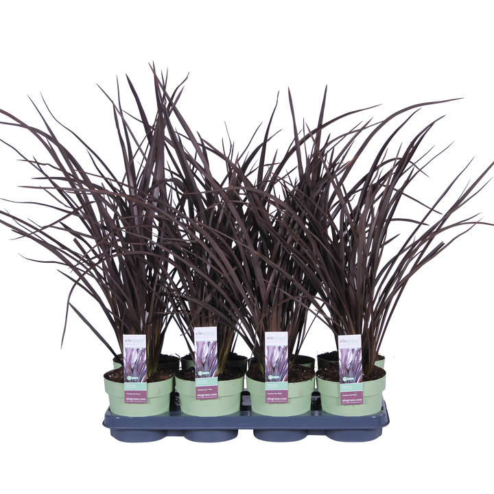 Neuseeländer Flachs (Phormium Rubra Nana Tenax) - Nachhaltige Zimmerpflanzen kaufen Botanicly Foto 7