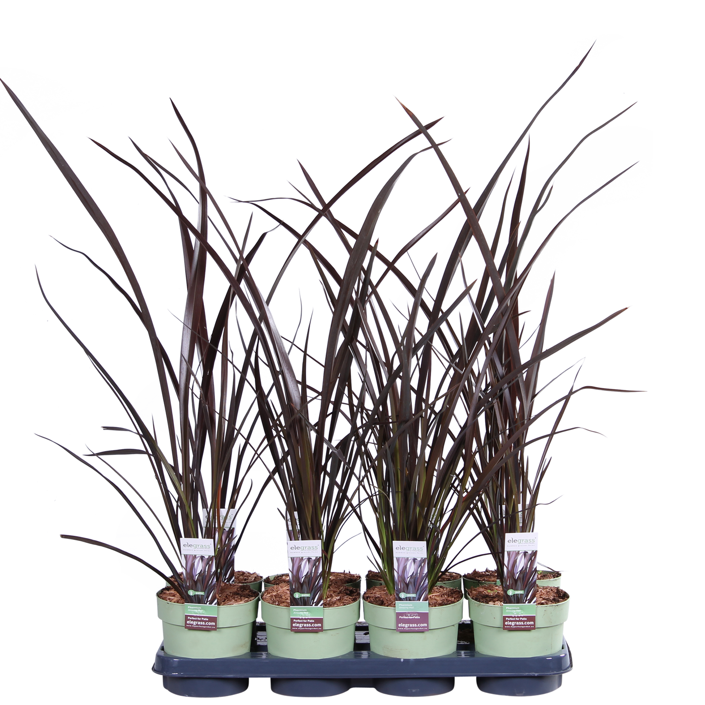 Neuseeländer Flachs (Phormium Rubra Nana Tenax) - Nachhaltige Zimmerpflanzen kaufen Botanicly Foto 8
