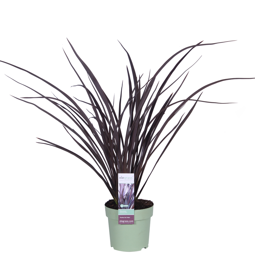Neuseeländer Flachs (Phormium Rubra Nana Tenax) - Nachhaltige Zimmerpflanzen kaufen Botanicly Foto 1