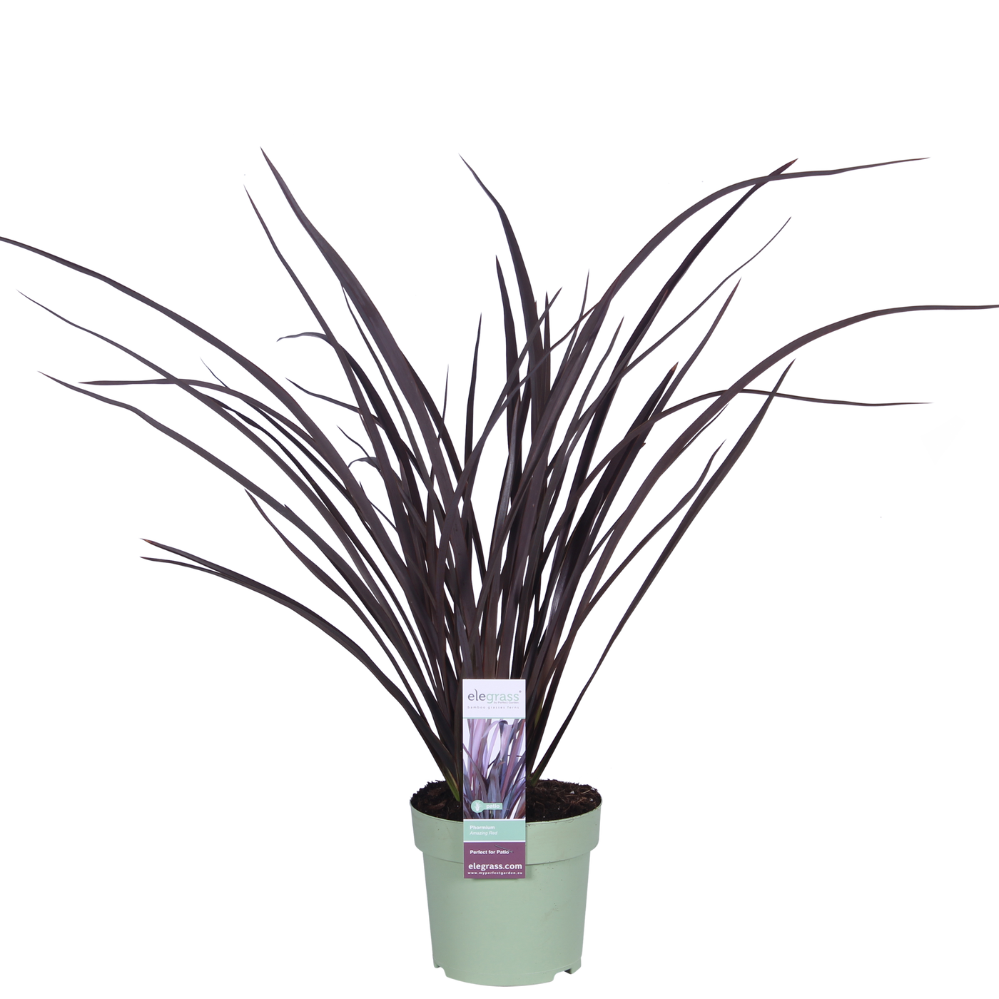 Neuseeländer Flachs (Phormium Rubra Nana Tenax) - Nachhaltige Zimmerpflanzen kaufen Botanicly Foto 1