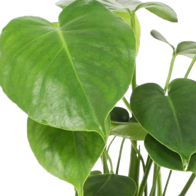 Fensterblatt (Monstera Deliciosa) - Nachhaltige Zimmerpflanzen kaufen Botanicly Foto 2