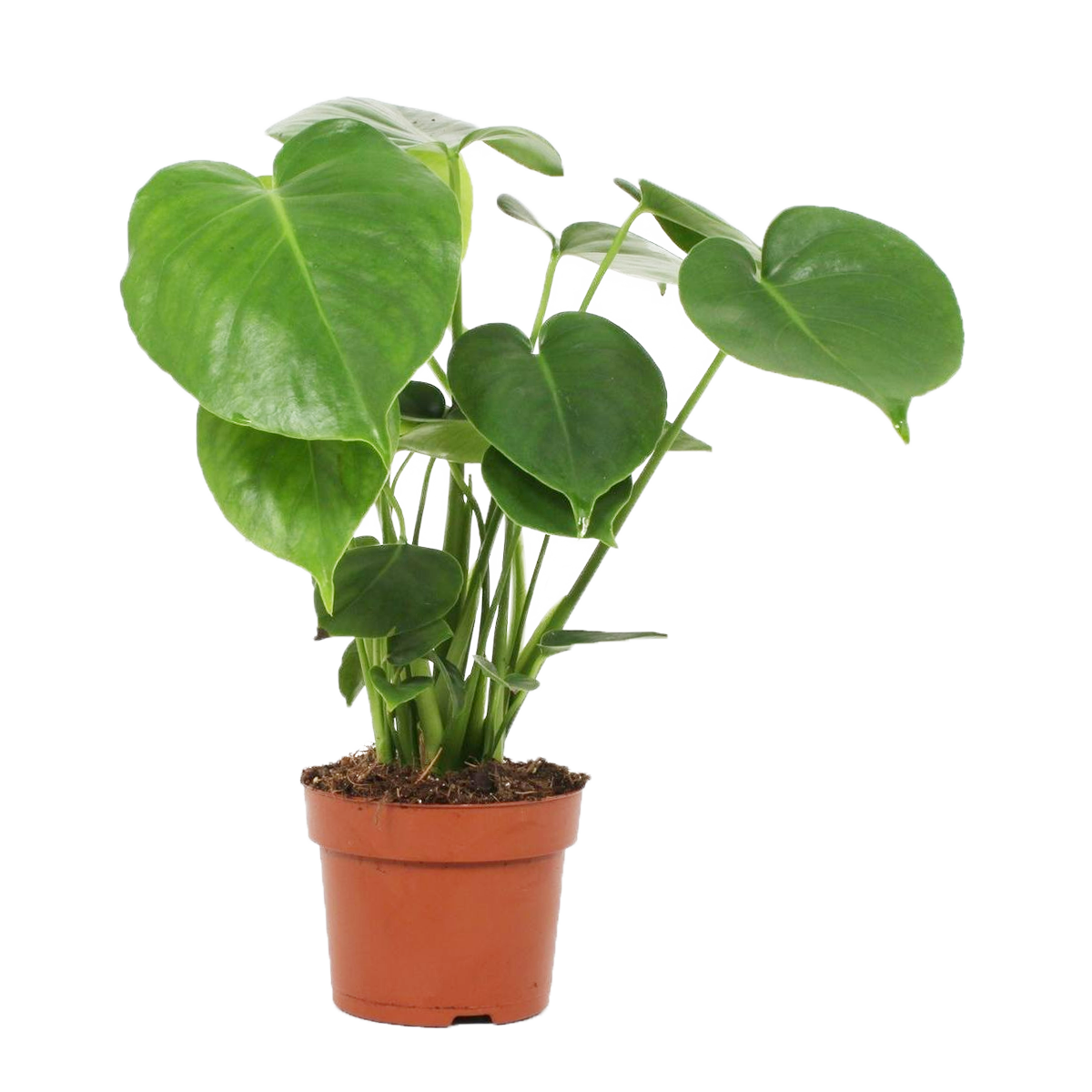 Fensterblatt (Monstera Deliciosa) - Nachhaltige Zimmerpflanzen kaufen Botanicly Foto 1