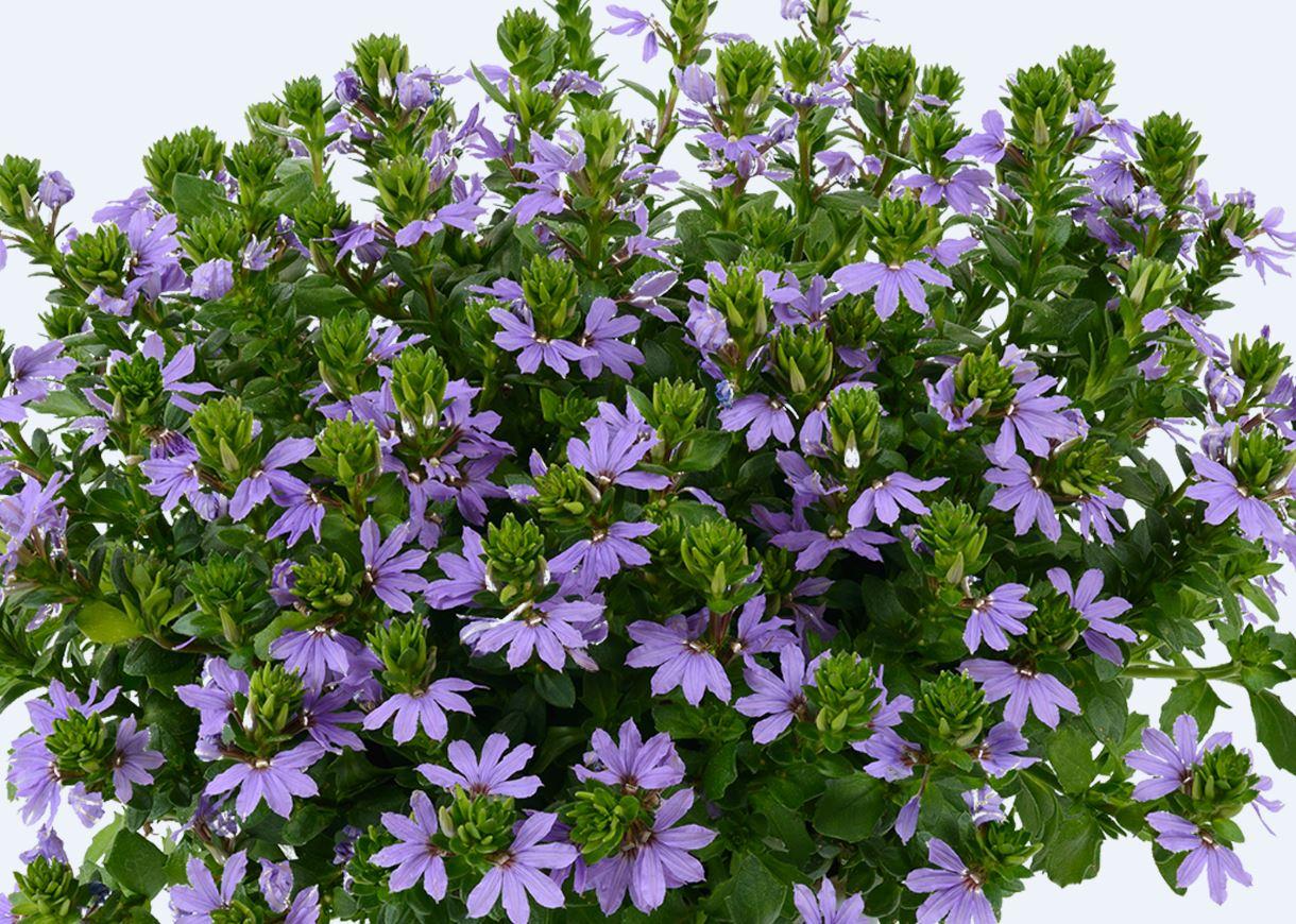 Blaue Fächerblume (Scaevola Fancy Blue Aemula) - Nachhaltige Zimmerpflanzen kaufen Botanicly Foto 2
