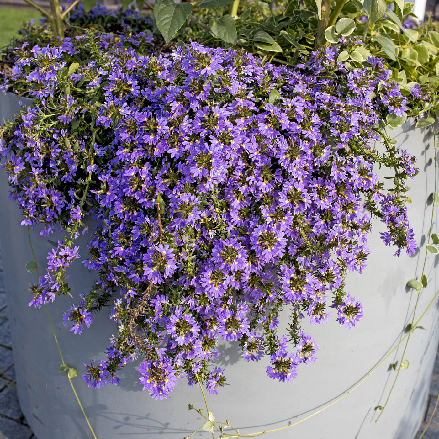 Blaue Fächerblume (Scaevola Fancy Blue Aemula) - Nachhaltige Zimmerpflanzen kaufen Botanicly Foto 3