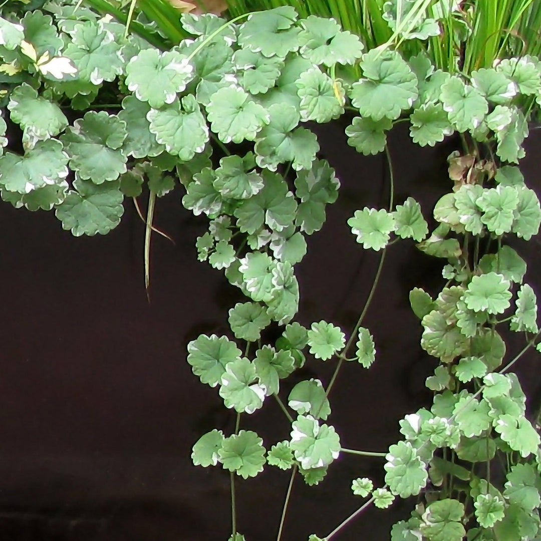 Gundermann (Glechoma Hederacea) - Nachhaltige Zimmerpflanzen kaufen Botanicly Foto 2