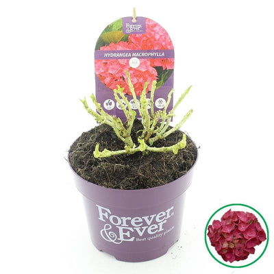 Gartenhortensie (Hydrangea Forever & Ever Red Macrophylla) - Nachhaltige Zimmerpflanzen kaufen Botanicly Foto 2