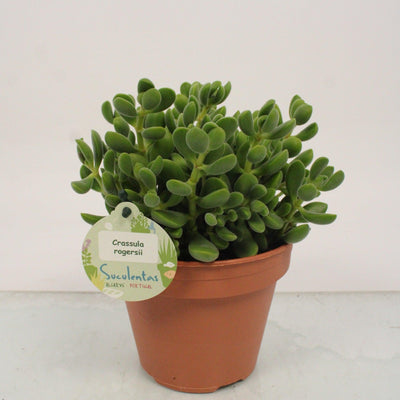 Geldbaum (Crassula rogersii) - Nachhaltige Zimmerpflanzen kaufen Botanicly Foto 1